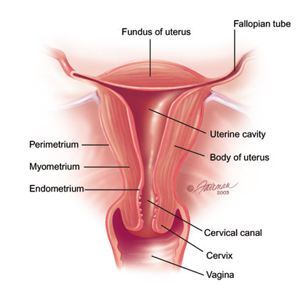 I thought the vaginal canal